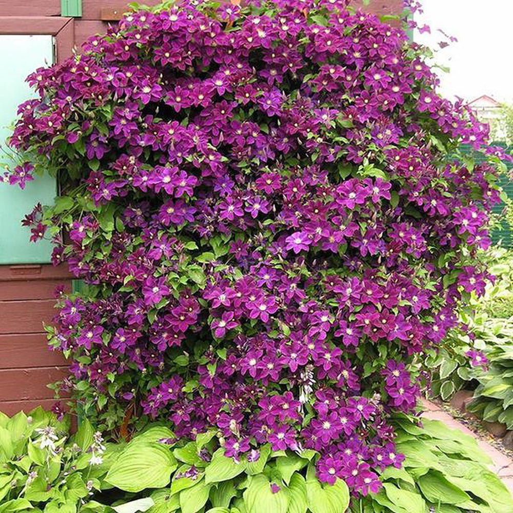 Clematis (Clematita) Warzawska Nike, cu flori violet-inchis cataratoare