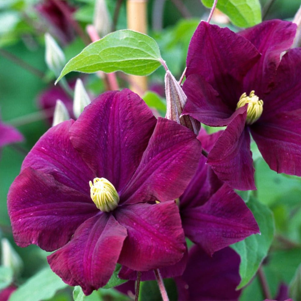 Clematis (Clematita) Warzawska Nike, cu flori violet-inchis cataratoare