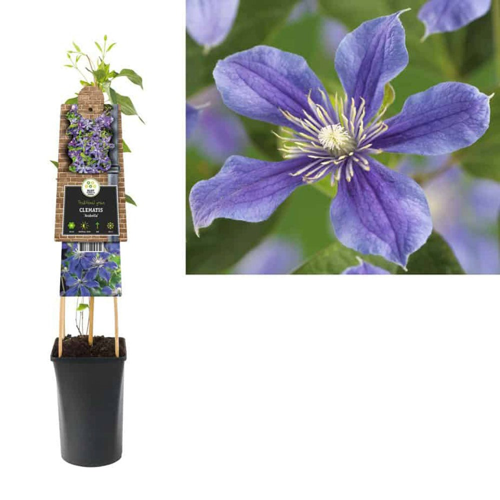 Clematis (Clematita) Arabella, planta cataratoare cu flori duble spectaculoase mov-violet, inflorire abundenta vara
