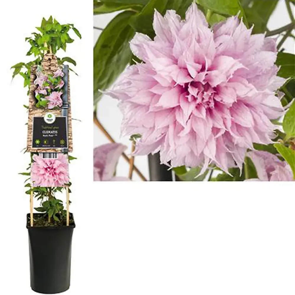 Clematis (Clematita) Multi Pink, planta cataratoare cu flori duble spectaculoase roz pal, inflorire abundenta vara