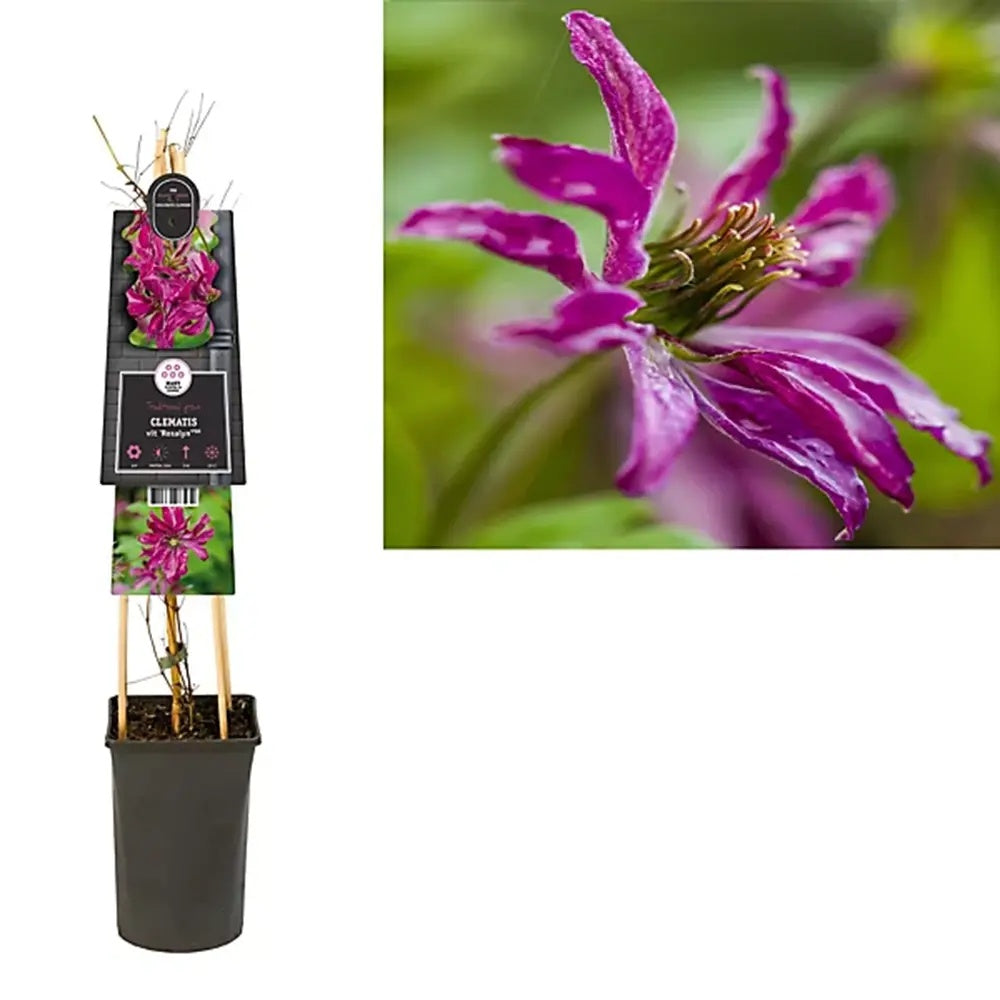 Clematis Rosalyn (Clematita), planta cataratoare cu flori duble spectaculoase roz intens, inflorire abundenta si lunga vara