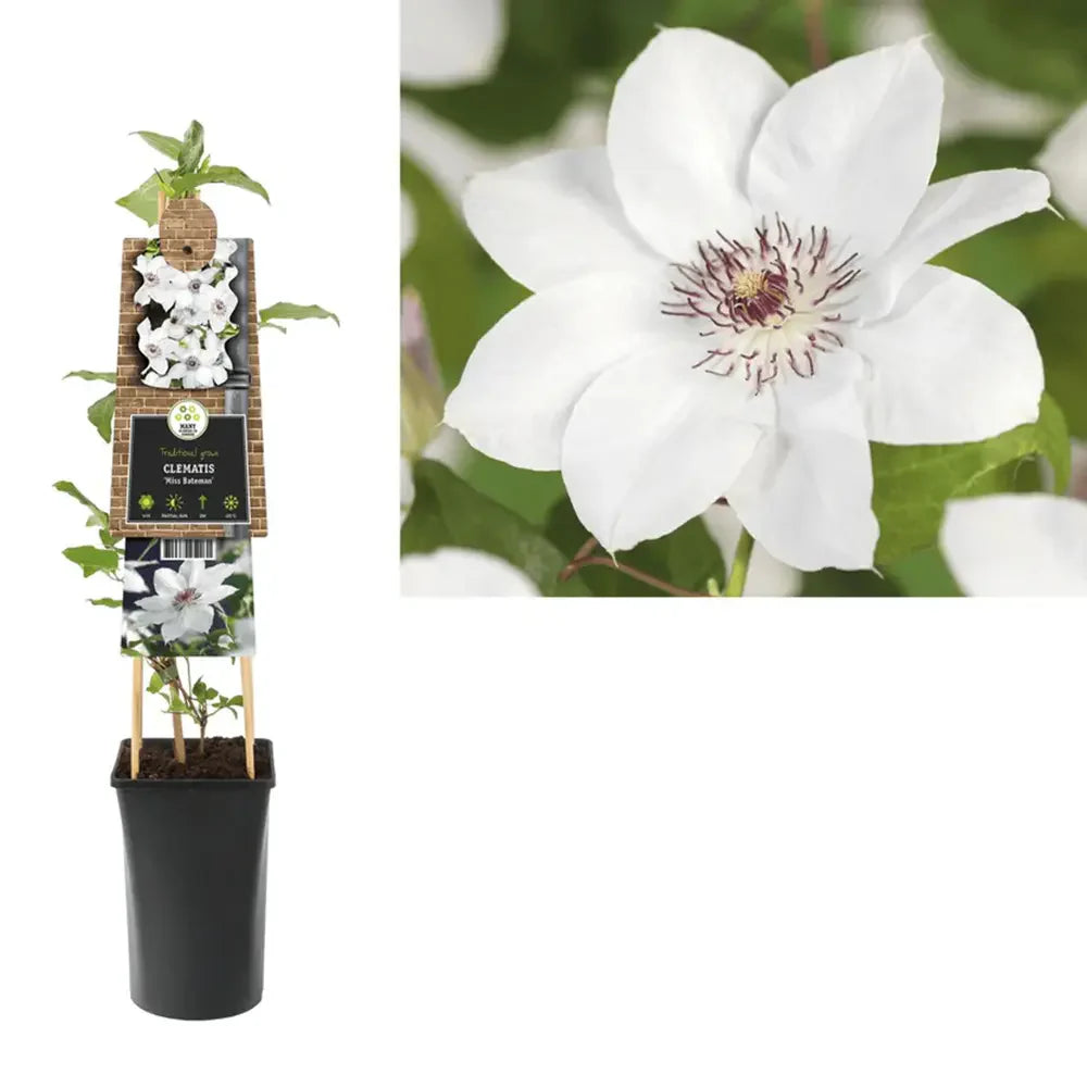 Clematis (Clematita) Miss Bateman, planta cataratoare cu flori mari albe, inflorire abundenta primavara/vara