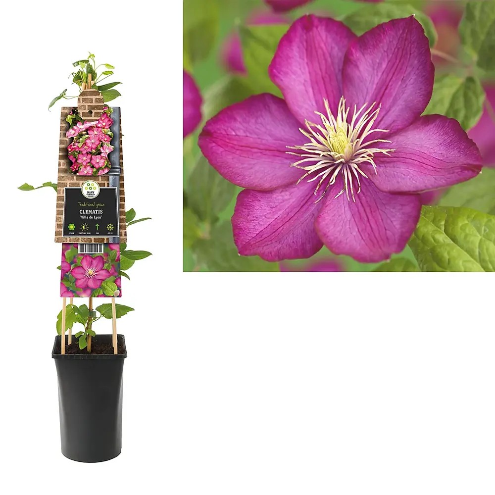 Clematis (Clematita) Ville de Lyon, planta cataratoare cu flori rosu intens, inflorire abundenta vara, crestere rapida