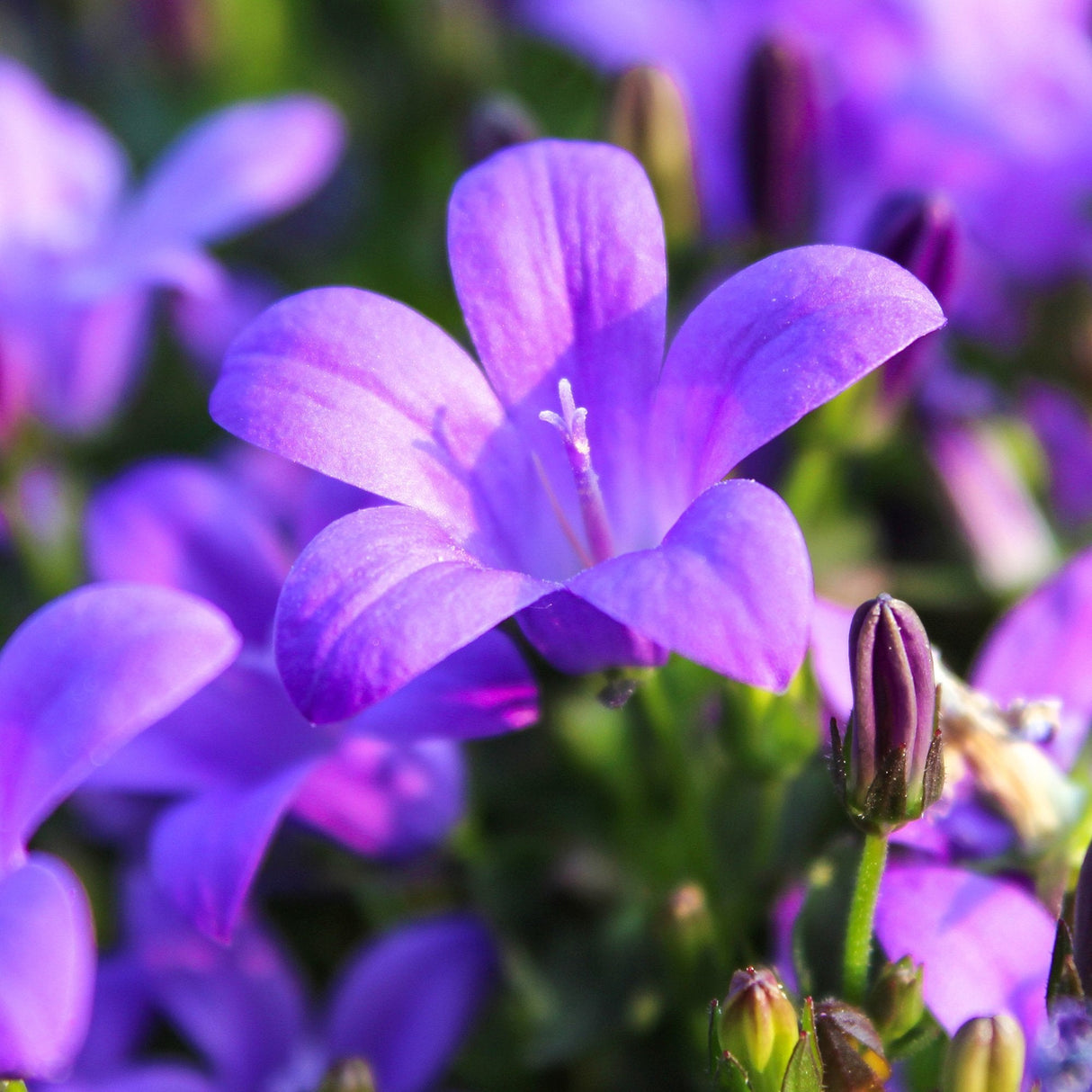 Harangvirág (Campanula portenschlagiana) – dalmát évelő talajtakaró