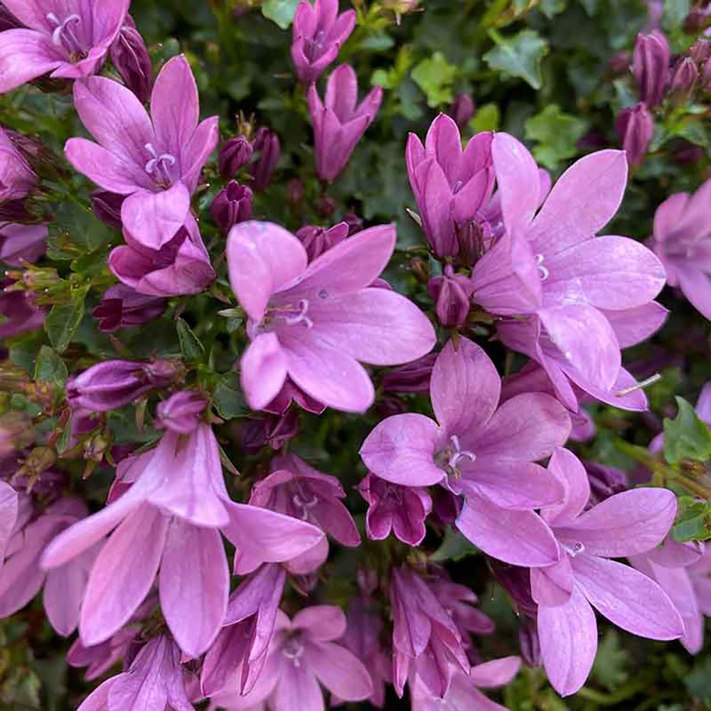 Clopotel (Campanula) Amabella Pink