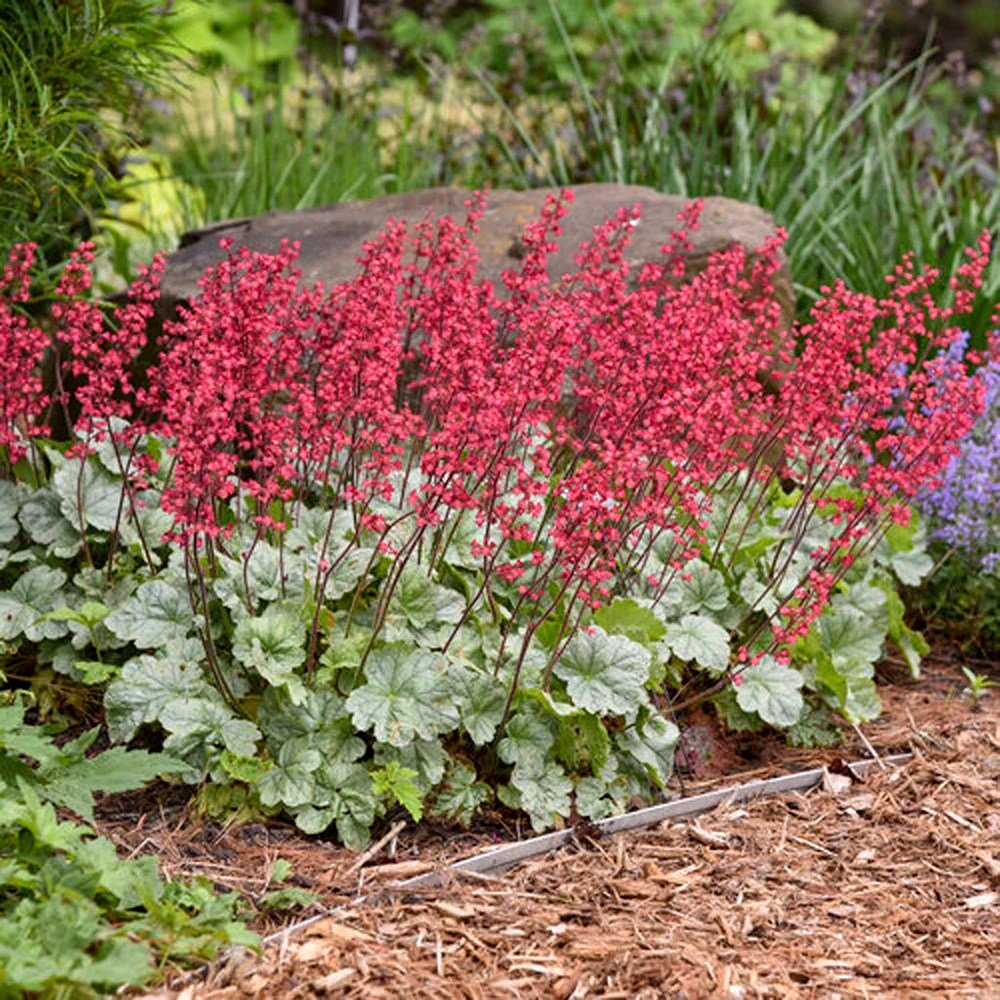 Clopotel purpuriu (Heuchera) Paris, acoperitor de sol