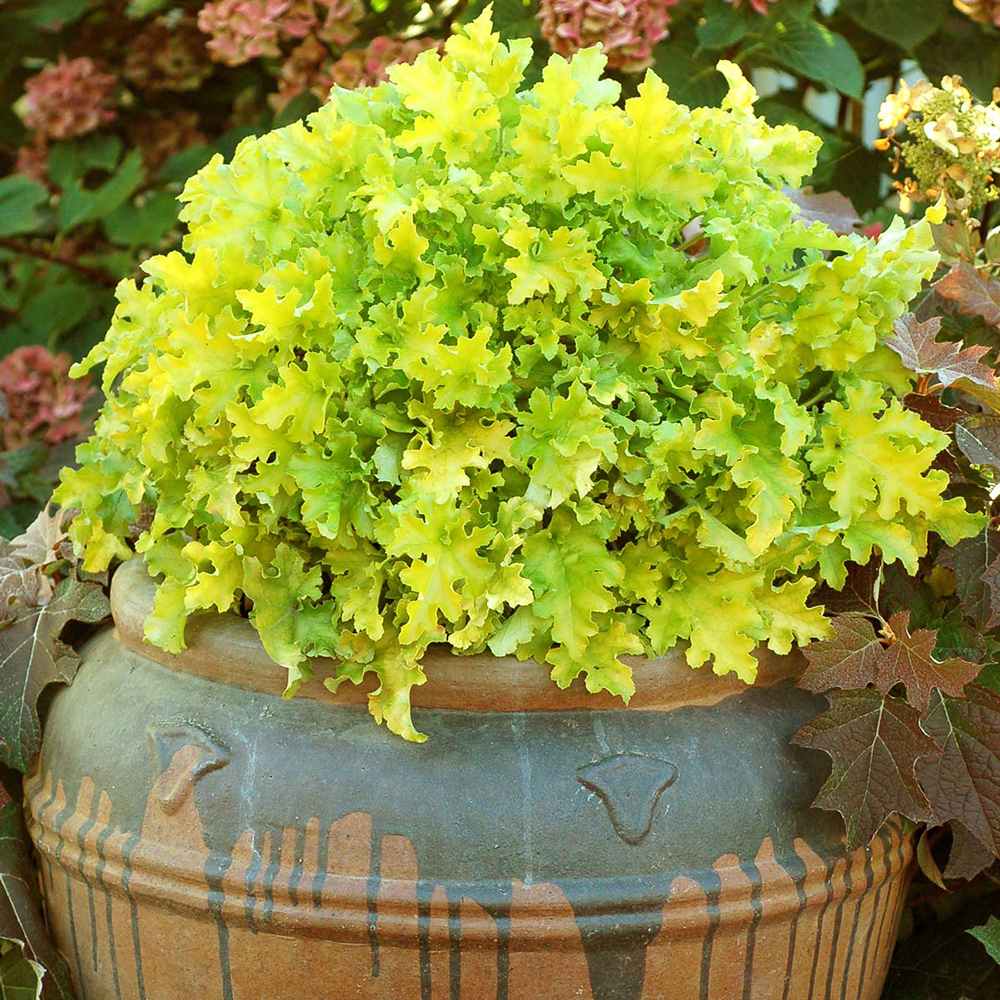 Clopotel purpuriu verde-lime (Heuchera) Lime Marmalade, acoperitor de sol