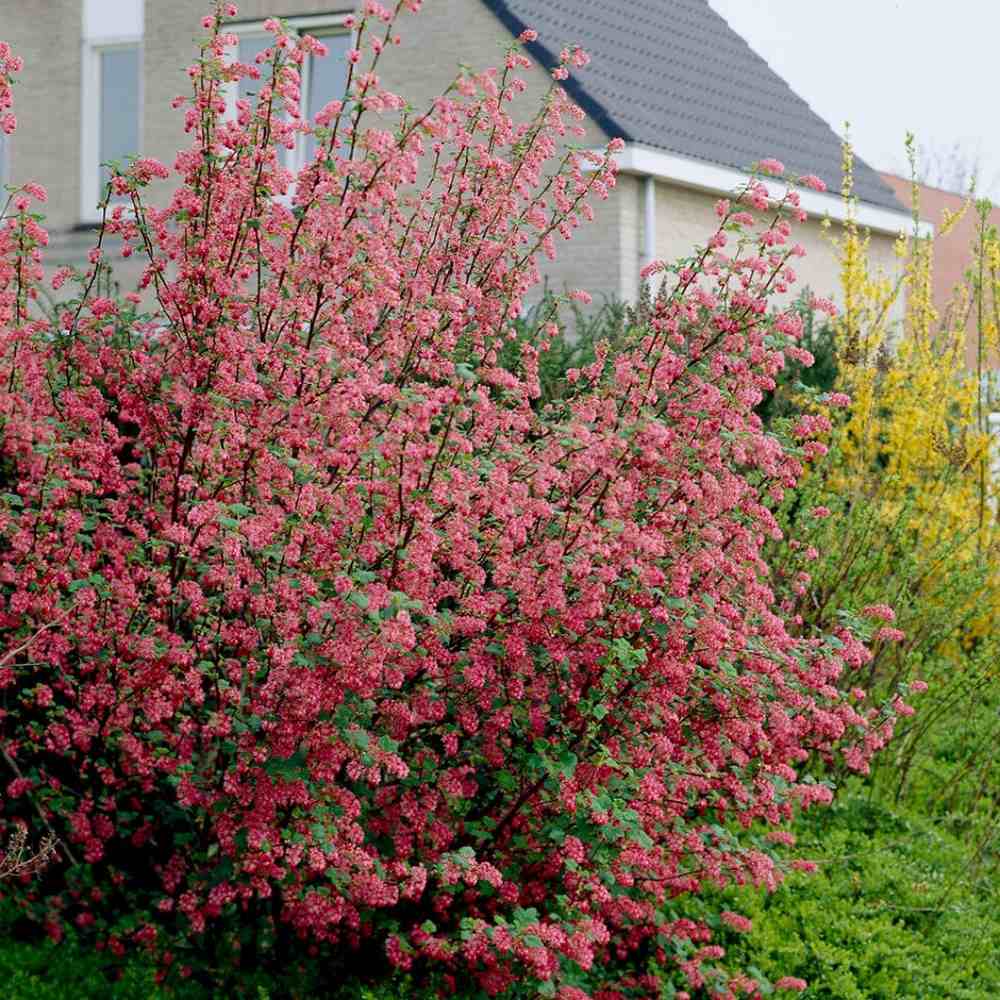 Coacaz Rosu King Edward VII (Ribes Sanguineum), cu flori roz-inchis