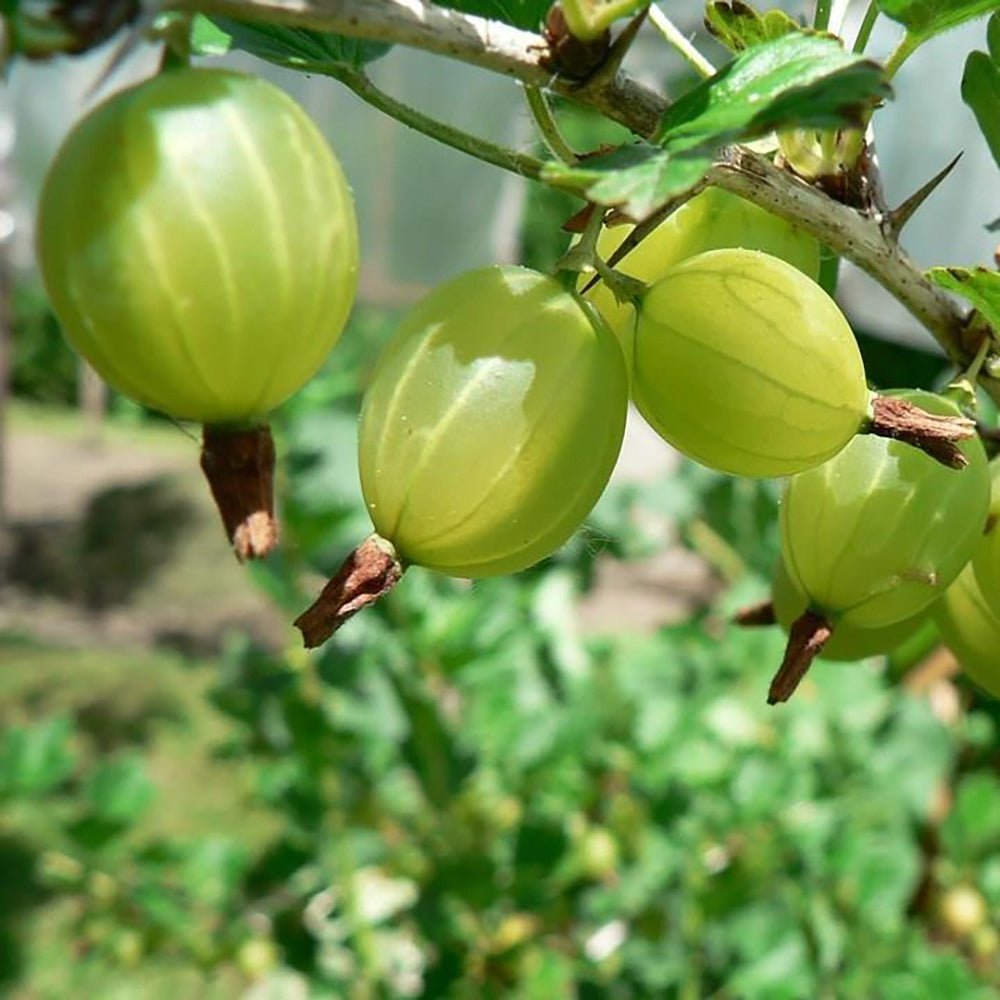 Coacaz Verde Hinnonmaki (Ribes Uca Crispa), cu fructe dulci-acrisoare verzi