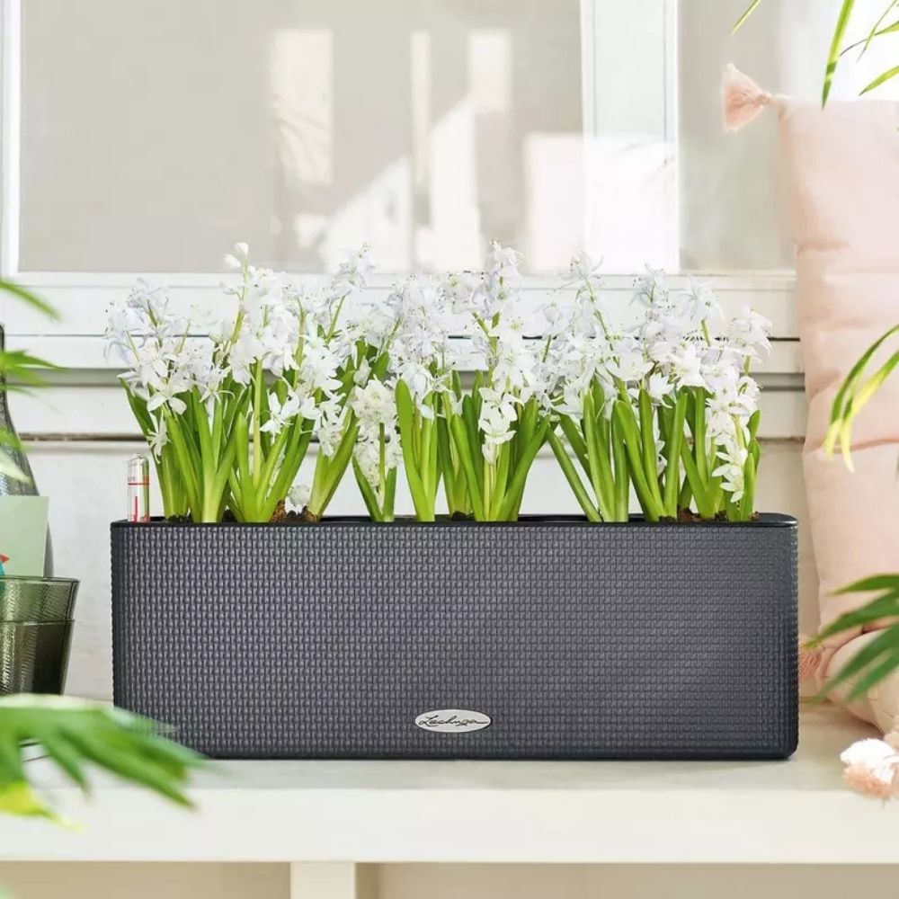 Lechuza Cube Color Triple önöntöző virágtartó – fekete rattan hatású, 3 cseréphez