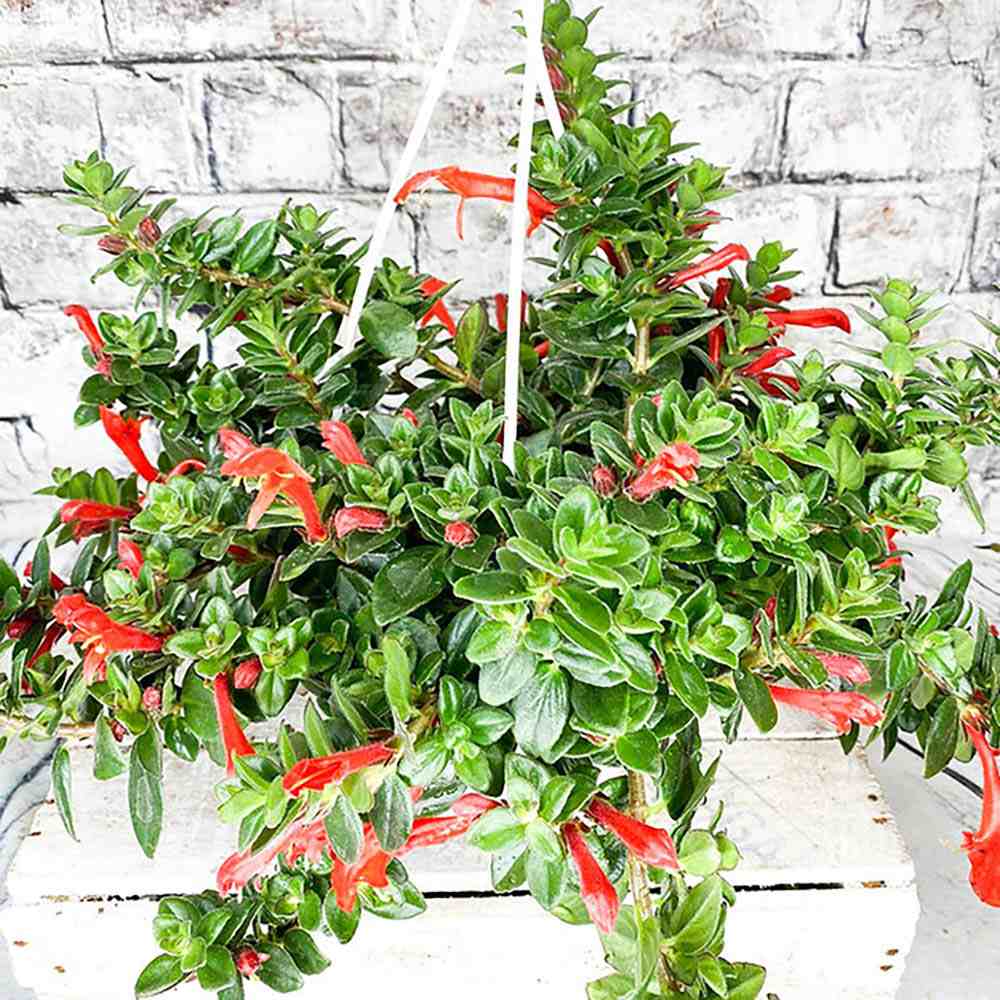 Columnea 'Krakatau'