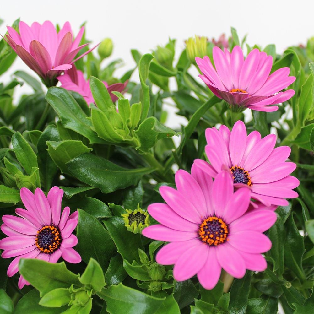 Copacel Margareta Africana (Osteospermum), cu culoare alb, roz sau roz-inchis
