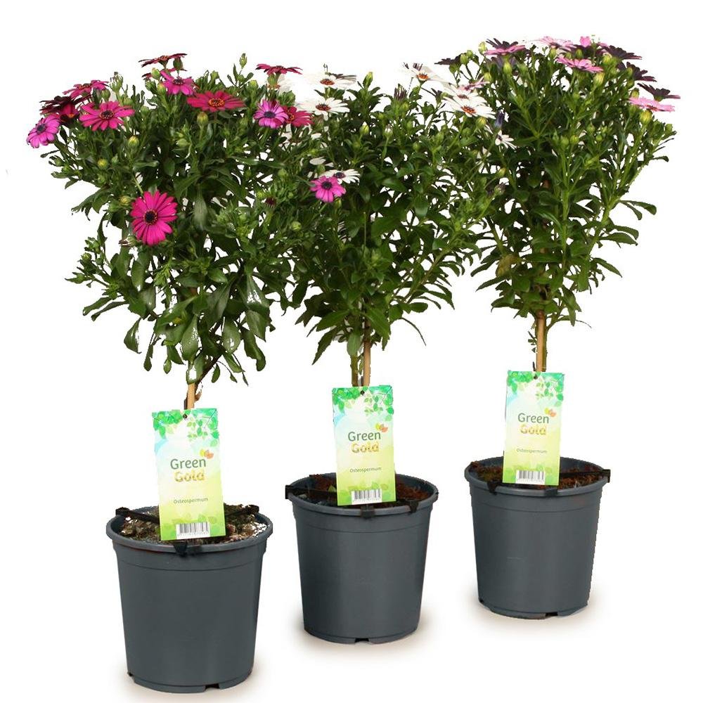 Copacel Margareta Africana (Osteospermum), cu culoare alb, roz sau roz-inchis