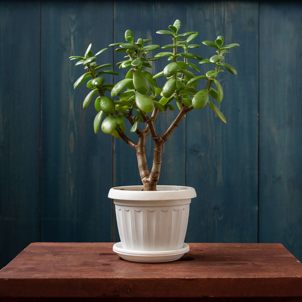 Arborele de Jad XXL (Crassula Magical Tree) - 65 cm