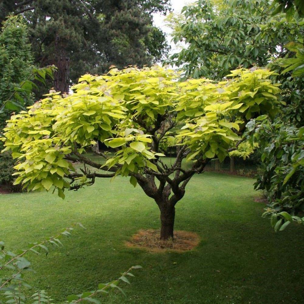 Catalpa Nana Globulara Auriu (Arbore Trompeta)