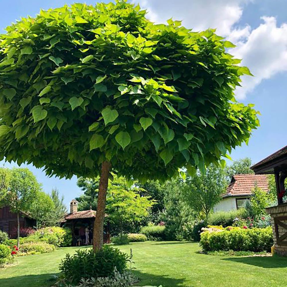 Catalpa Nana Globulara (Arbore Trompeta)