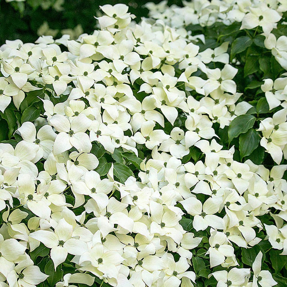 Corn Chinezesc Cornus Kousa Milky Way cu Flori Albe