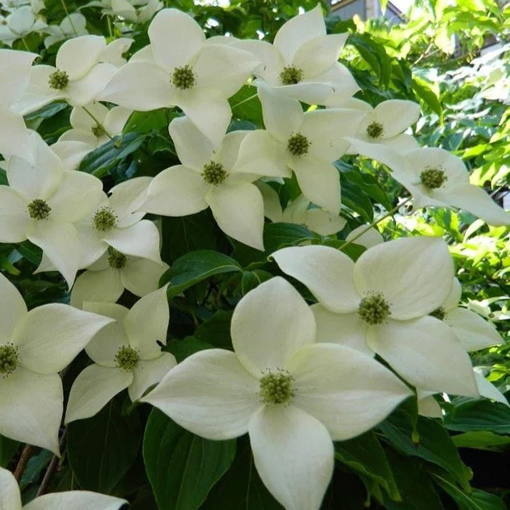 Corn Chinezesc Cornus Kousa Milky Way cu Flori Albe