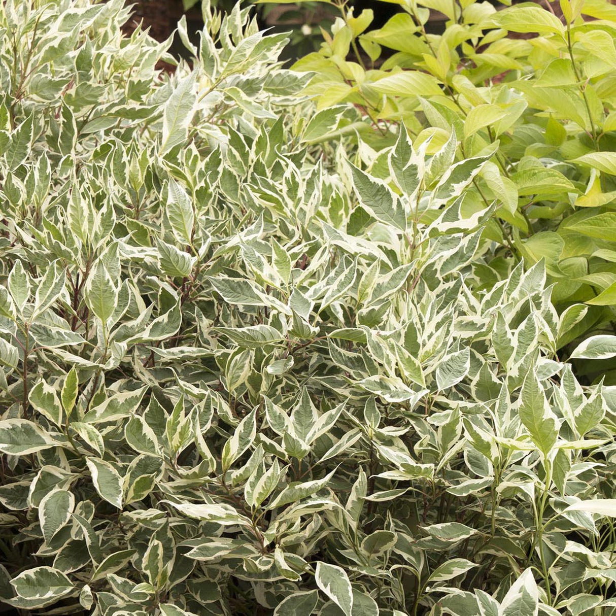 Cornus Alba Elegantissima, gard viu cu frunzis alb-cremos