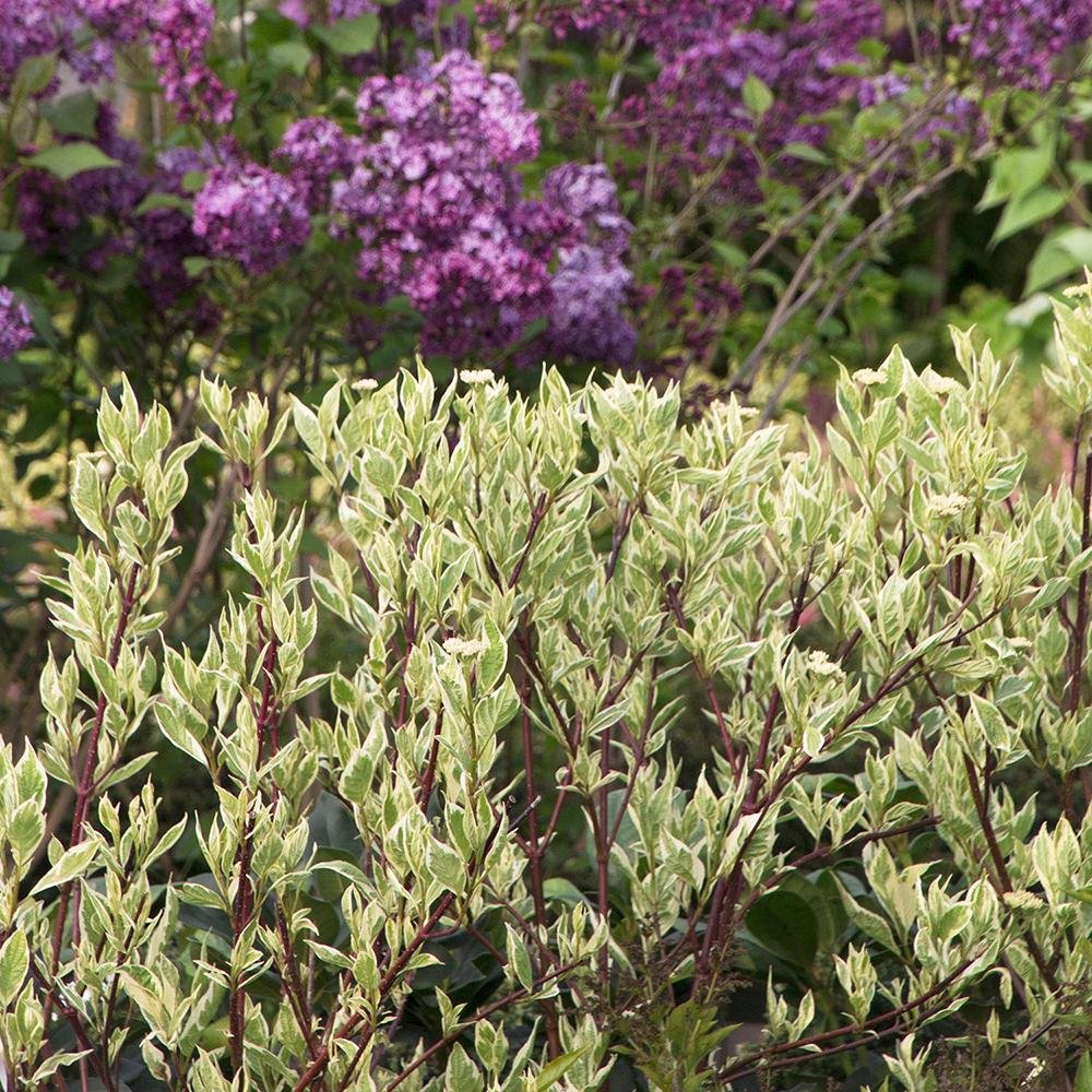 Cornus Alba Elegantissima, gard viu cu frunzis alb-cremos