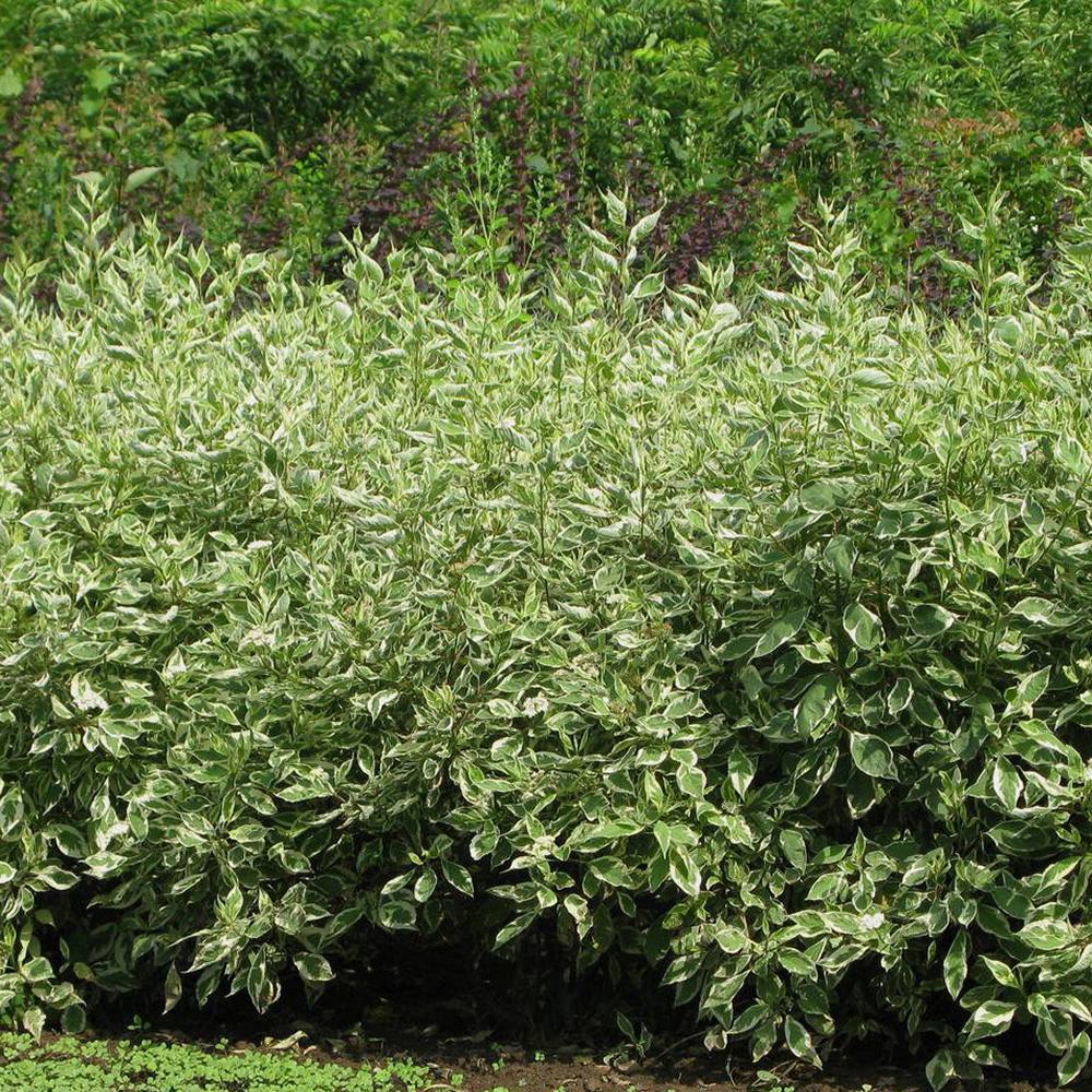 Cornus Alba Elegantissima, gard viu cu frunzis alb-cremos