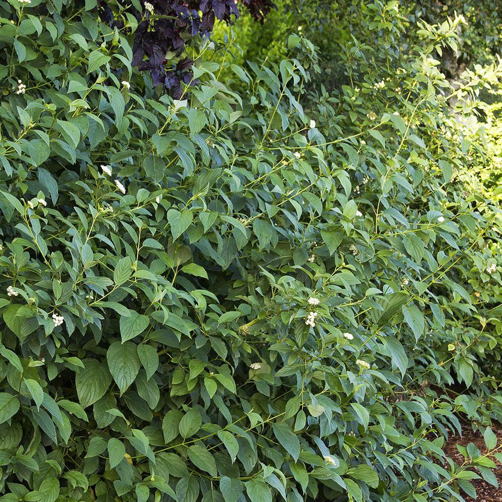 Cornus Flaviramea