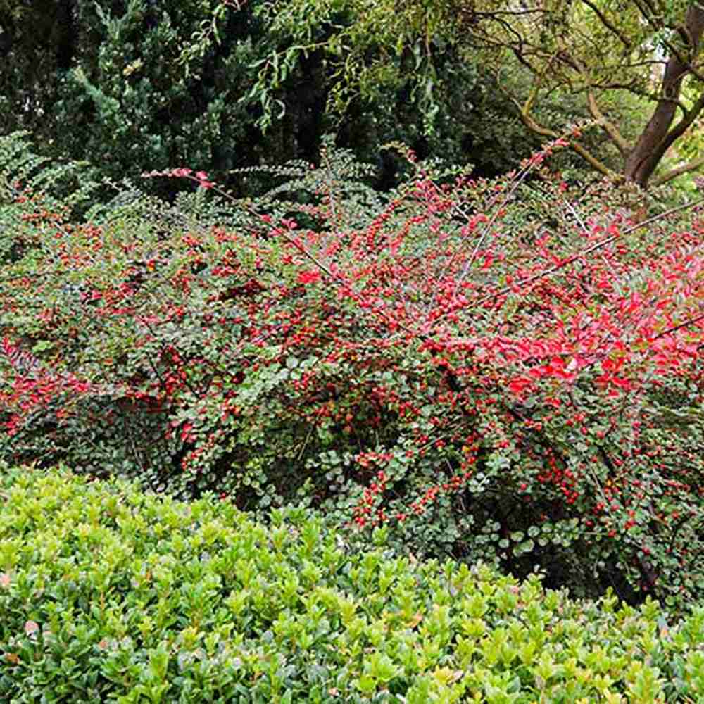 Cotoneaster horizontalis Tarator Major, cu bobite rosii
