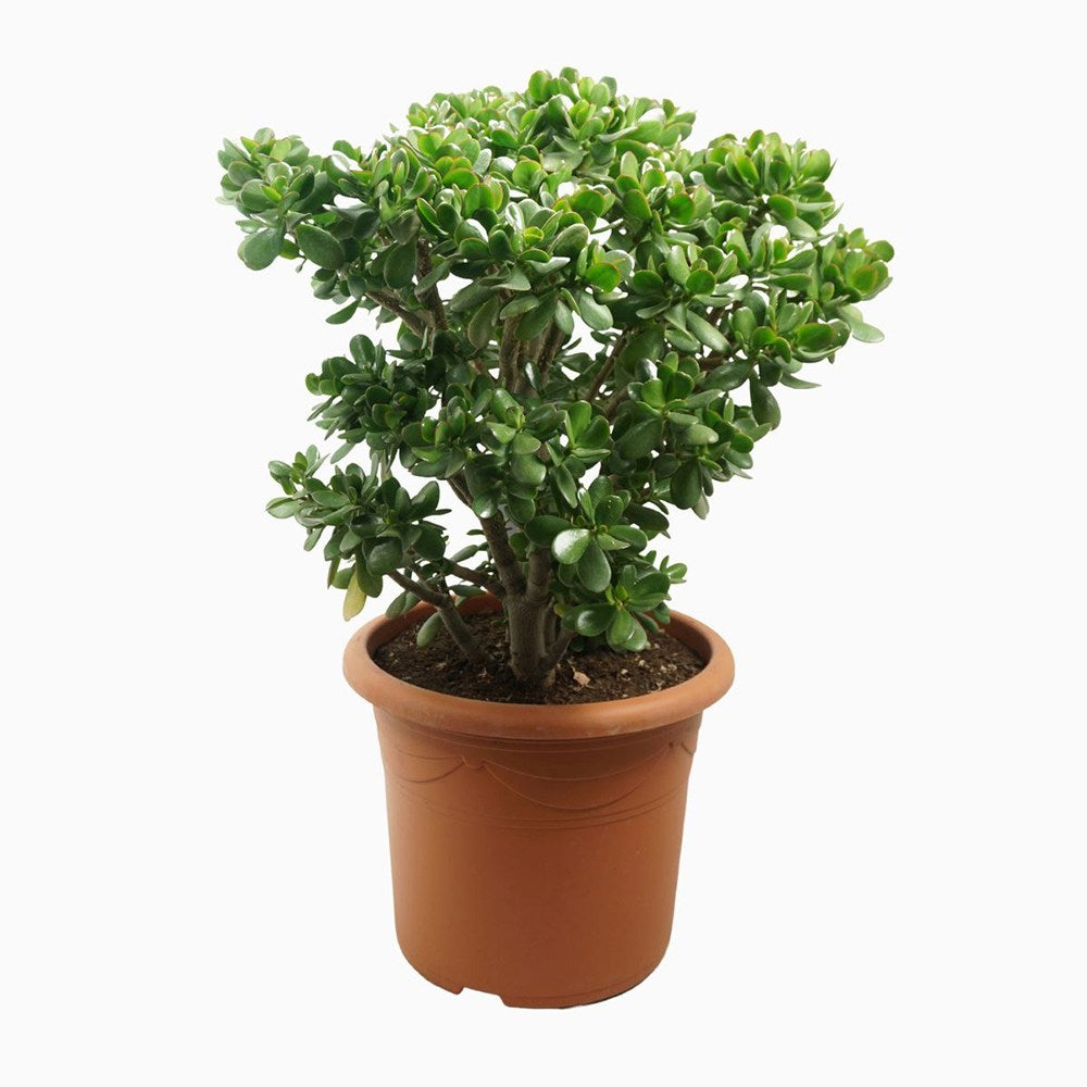 Arborele de Jad Norocos (Crassula Ovata), 60 cm, planta suculenta decorativa, cadou usor de ingrijit