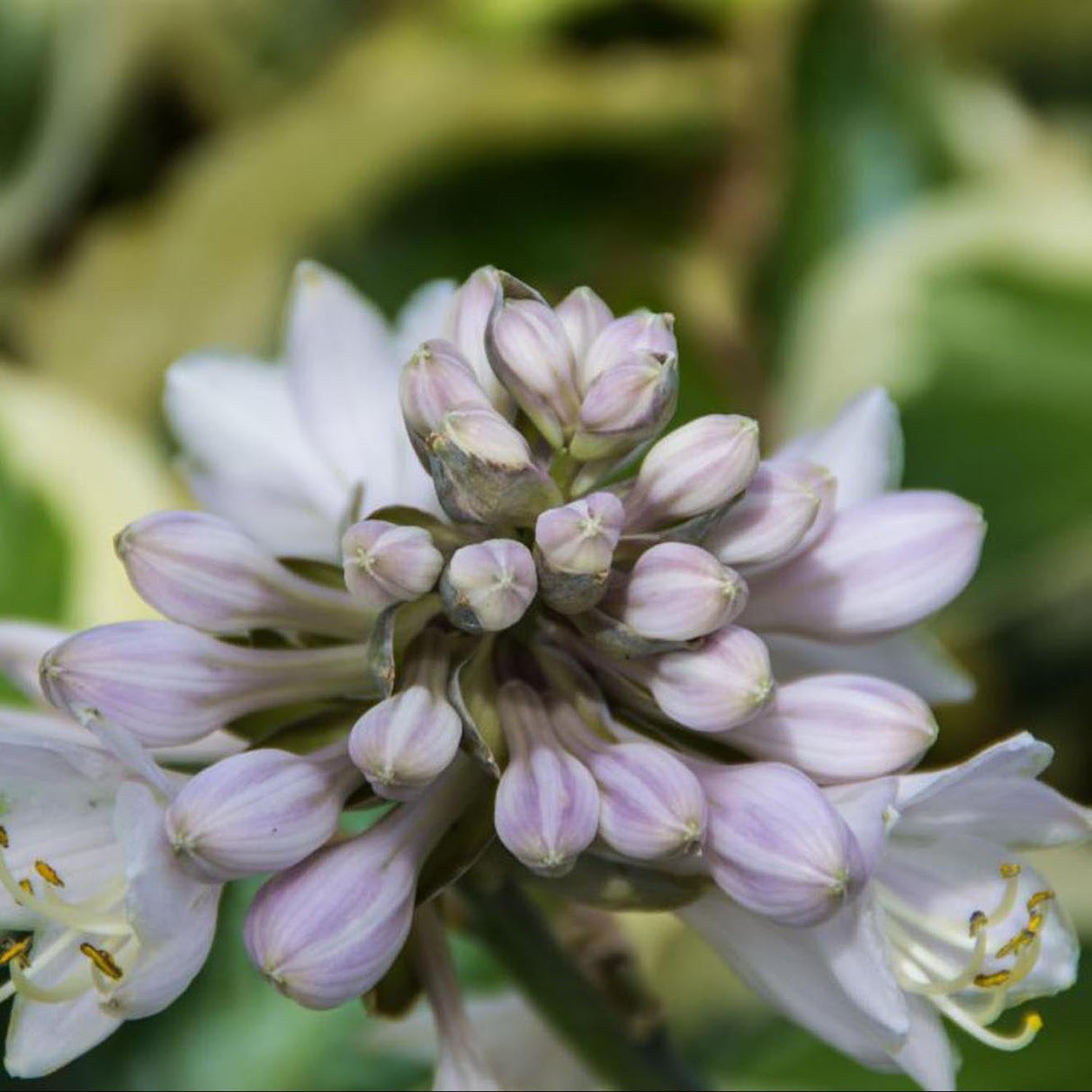 Crin de Toamna (Hosta) Brim Cup, cu frunzis de margini albe cu centru verde