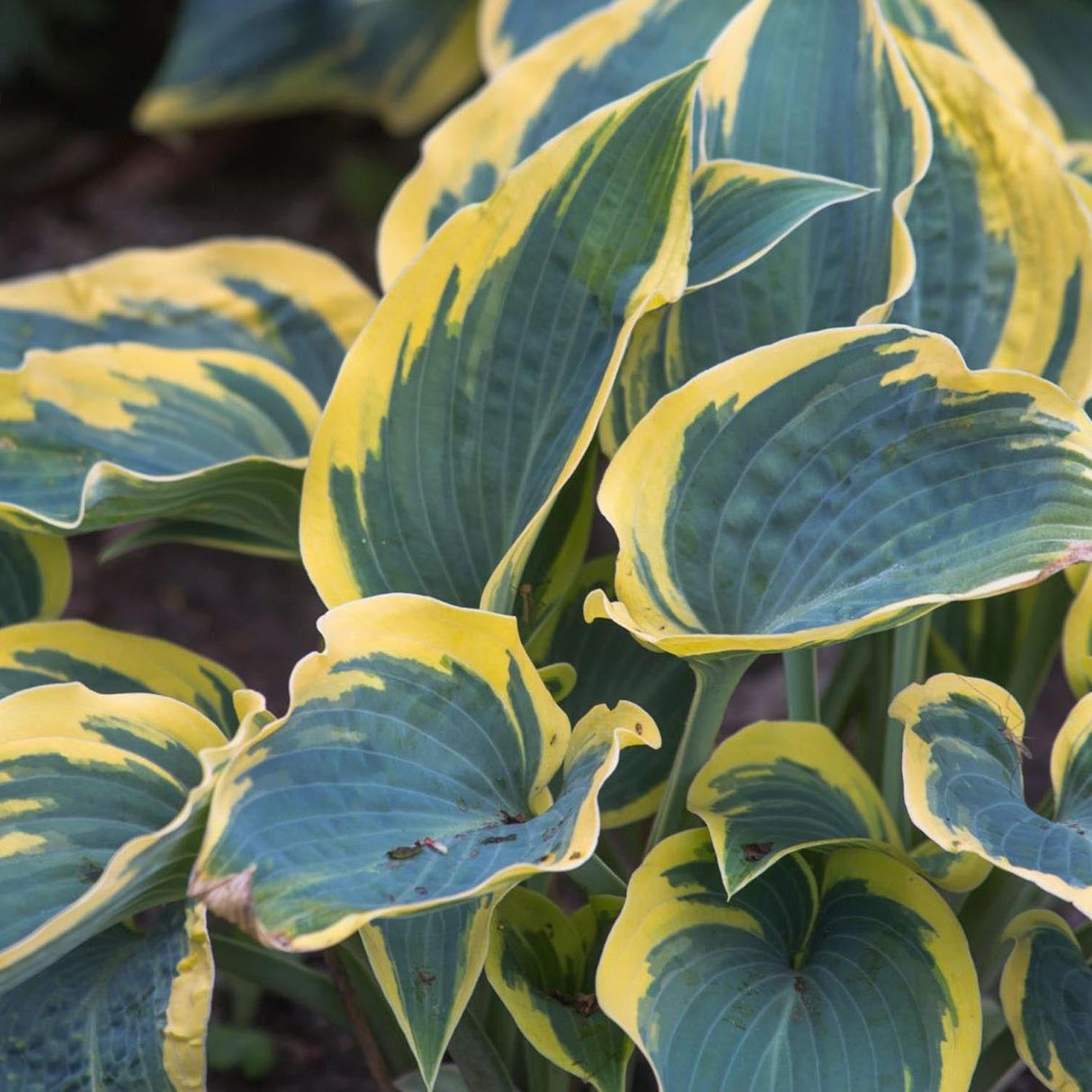 Crin de Toamna (Hosta) First Frost, cu frunzis albastru-verzui si margini galbene