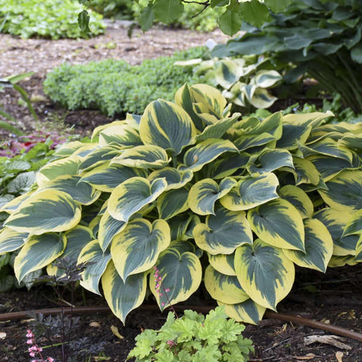 Crin de Toamna (Hosta) First Frost, cu frunzis albastru-verzui si margini galbene