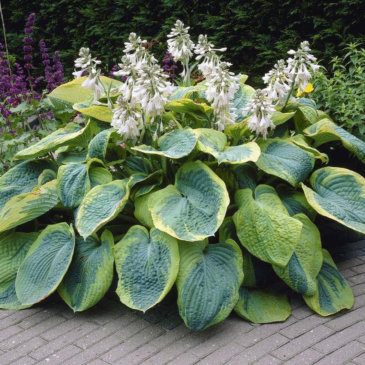 Crin de Toamna (Hosta) Frances Williams, cu frunzis albastru-verzui si margini galben-crem
