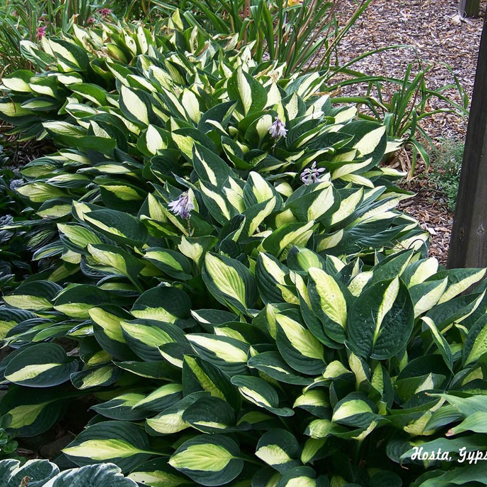 Crin de Toamna (Hosta) Gipsy Rose, frunzis verde cu centru galben si margini verzi