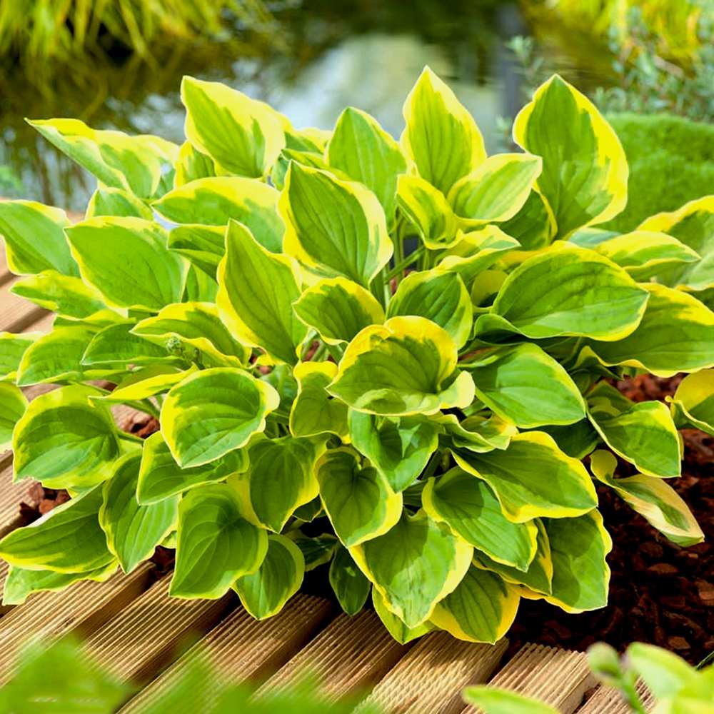 Crin de toamna (Hosta) Golden Tiara, cu frunze verzi si margini galbene
