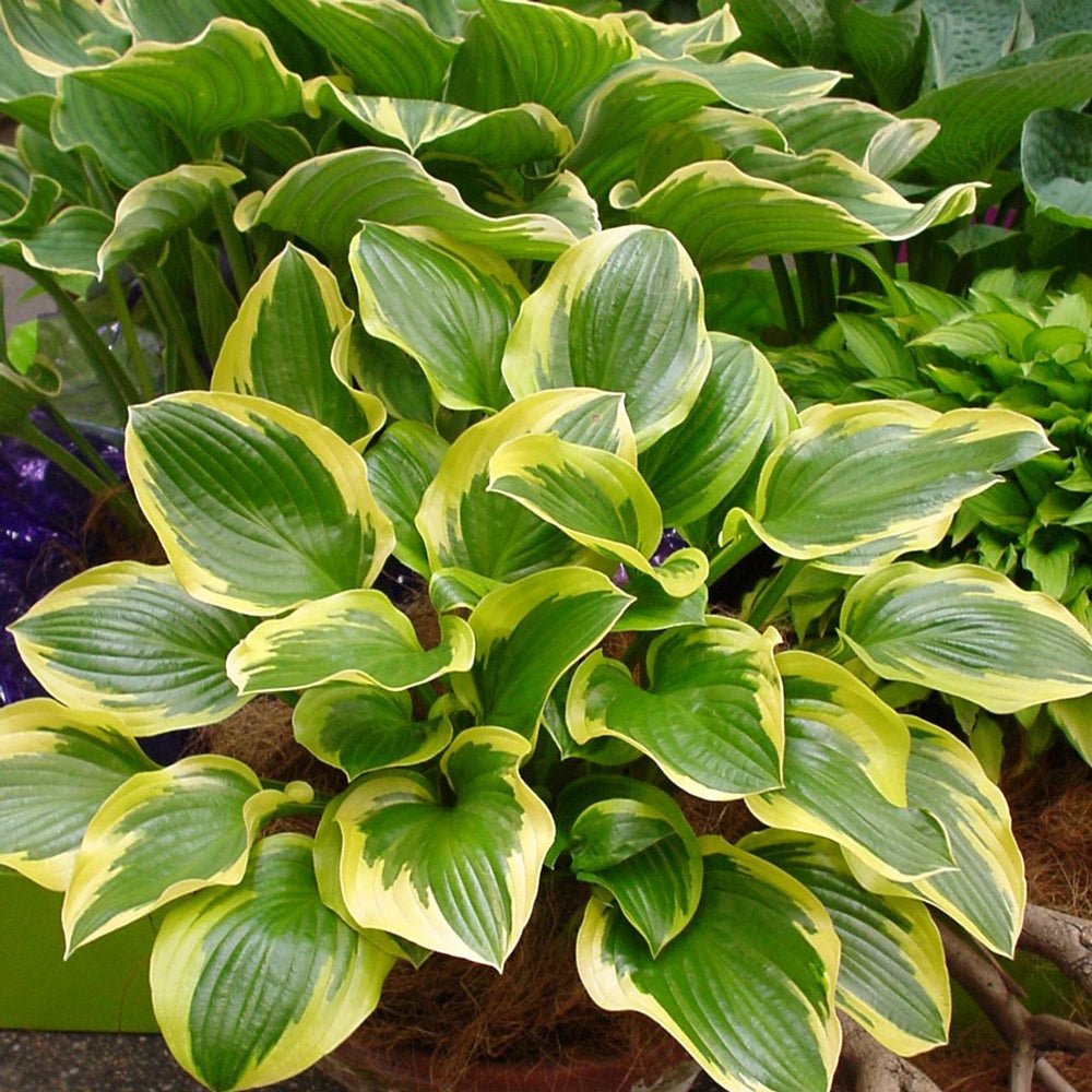 Crin de Toamna (Hosta) Queen Josephine, cu frunzis verde si margini aurii