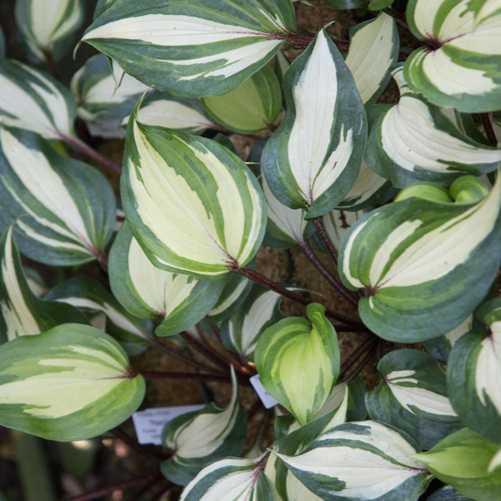 Crin de Toamna (Hosta) Raspberry Sundae, cu frunzis galben si margini verzi