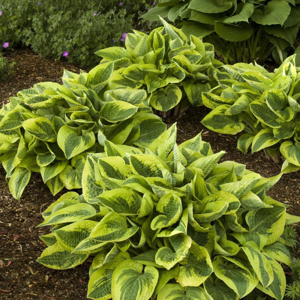 Crin de Toamna (Hosta) Wide Brim, cu frunzis verde si margini cremoase