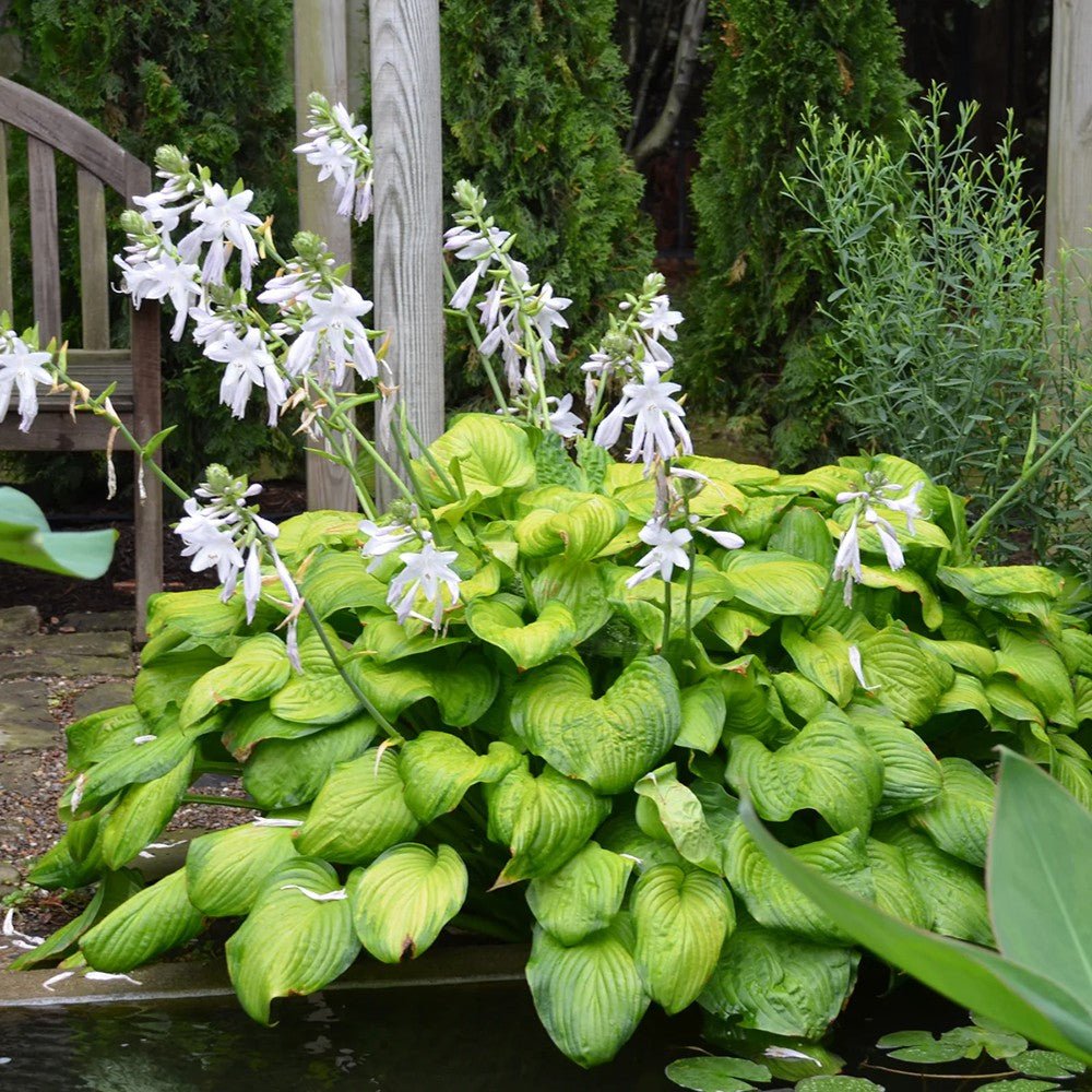 Crin de Toamna (Hosta) Guacamole, cu frunzis verde si margini crem