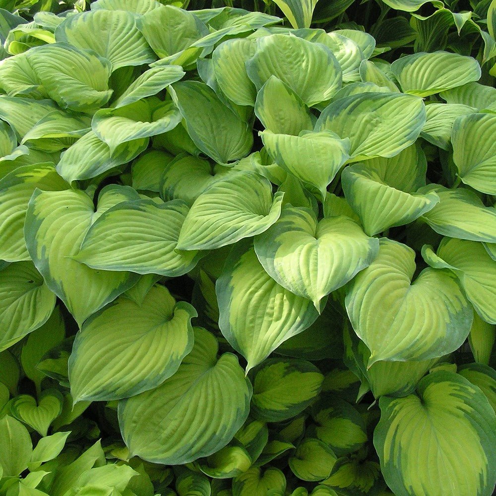 Crin de Toamna (Hosta) Guacamole, cu frunzis verde si margini crem