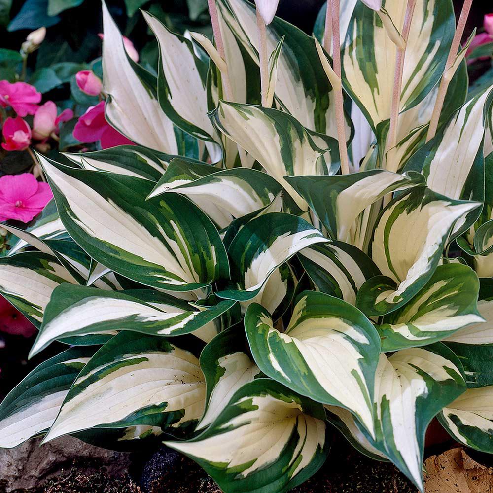Crin de Toamna (Hosta) Fire And Ice, frunzis cu centru alb si margini verzi