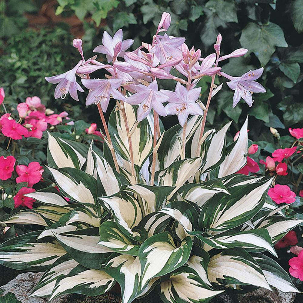 Crin de Toamna (Hosta) Fire And Ice, frunzis cu centru alb si margini verzi