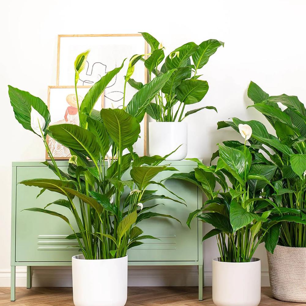 Crinul Pacii Spathiphyllum Pearl Cupido - 55 cm