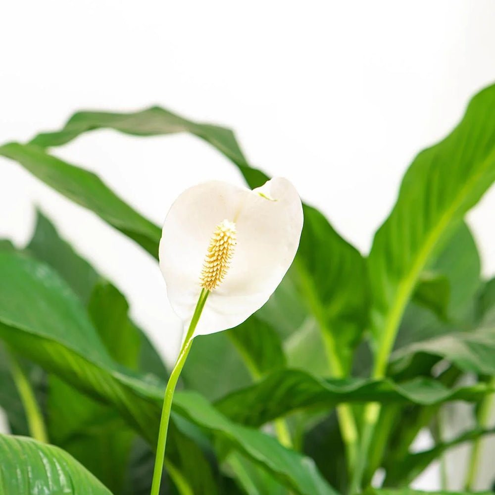 Crinul Pacii Spathiphyllum Pearl Cupido - 70/75 cm