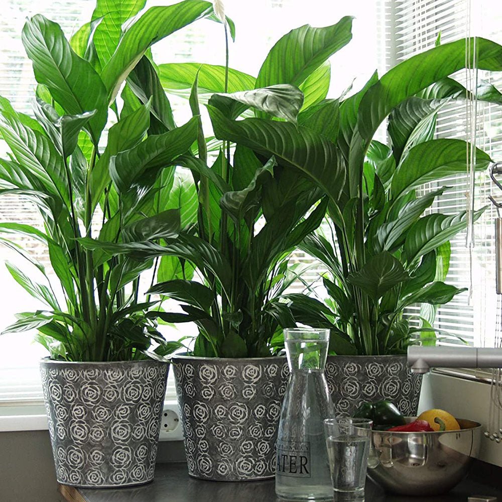 Crinul Pacii Spathiphyllum Pearl Cupido - 80 Cm