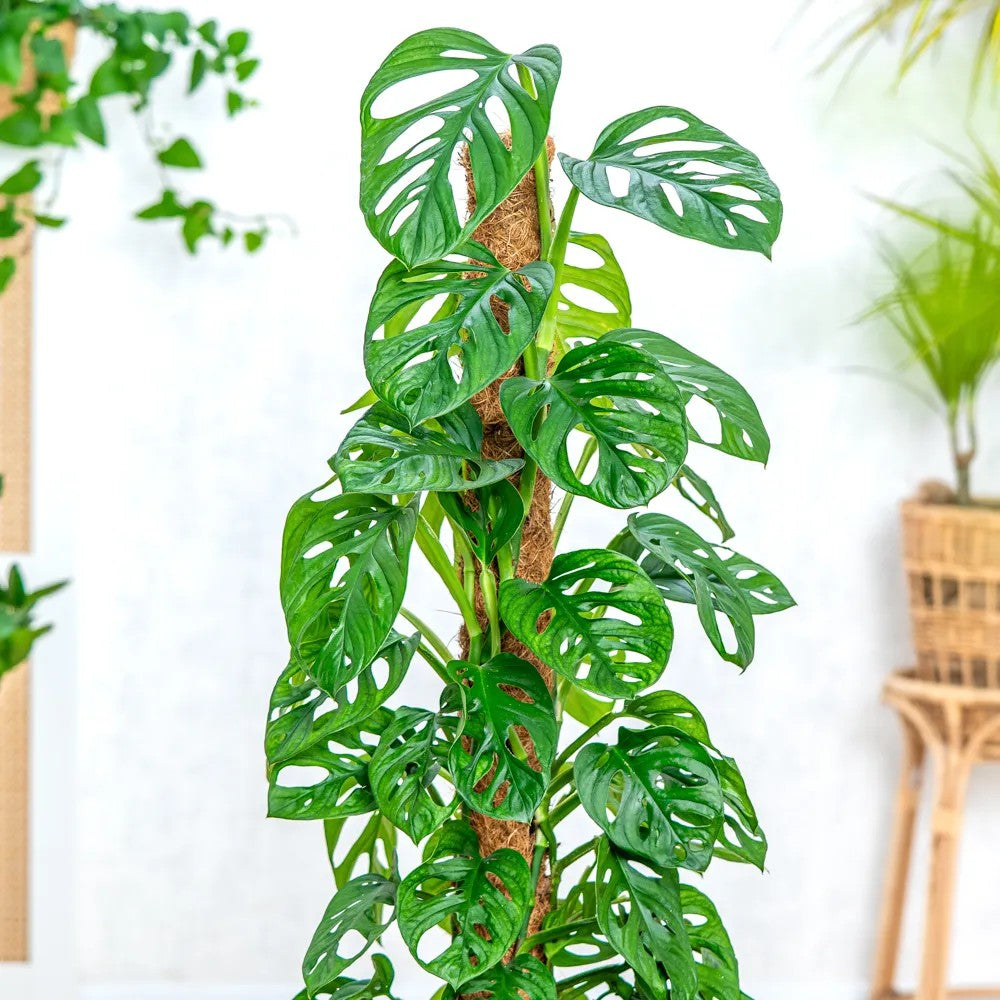 Monstera 'Holy Moly' – ritka, perforált levelű szobanövény tartóval, 160 cm