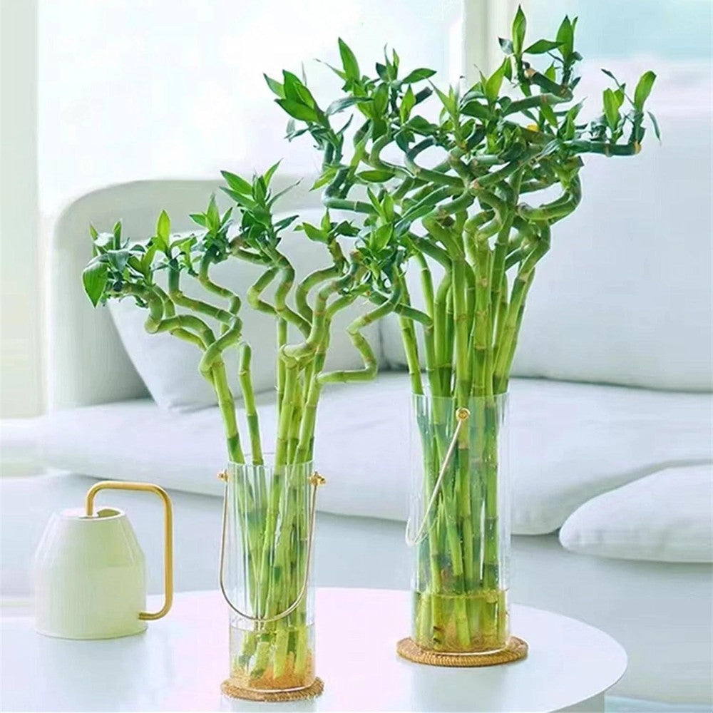 Szerencsebambusz Dracaena Sanderiana spirális szárral – elegáns beltéri dísznövény