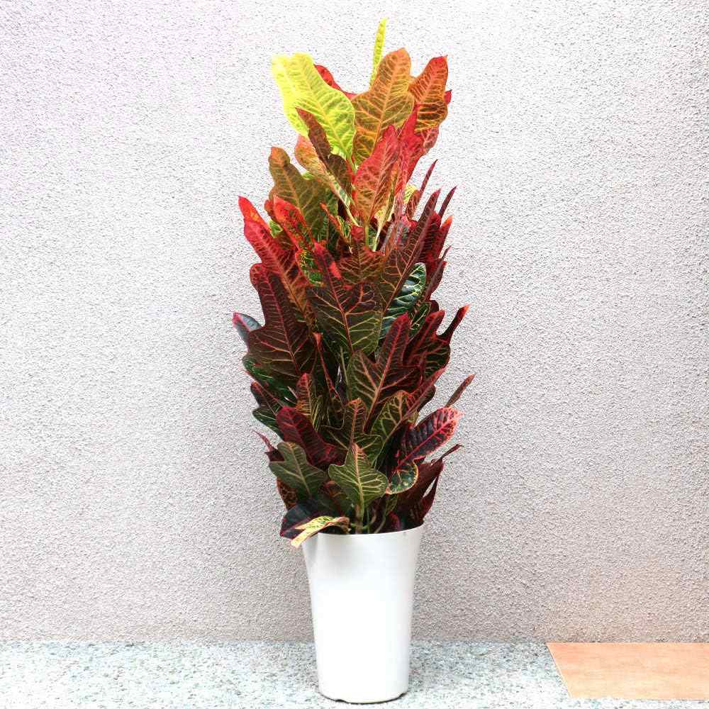Kroton 'Excellent' – látványos tarka levelű szobanövény, 55 cm