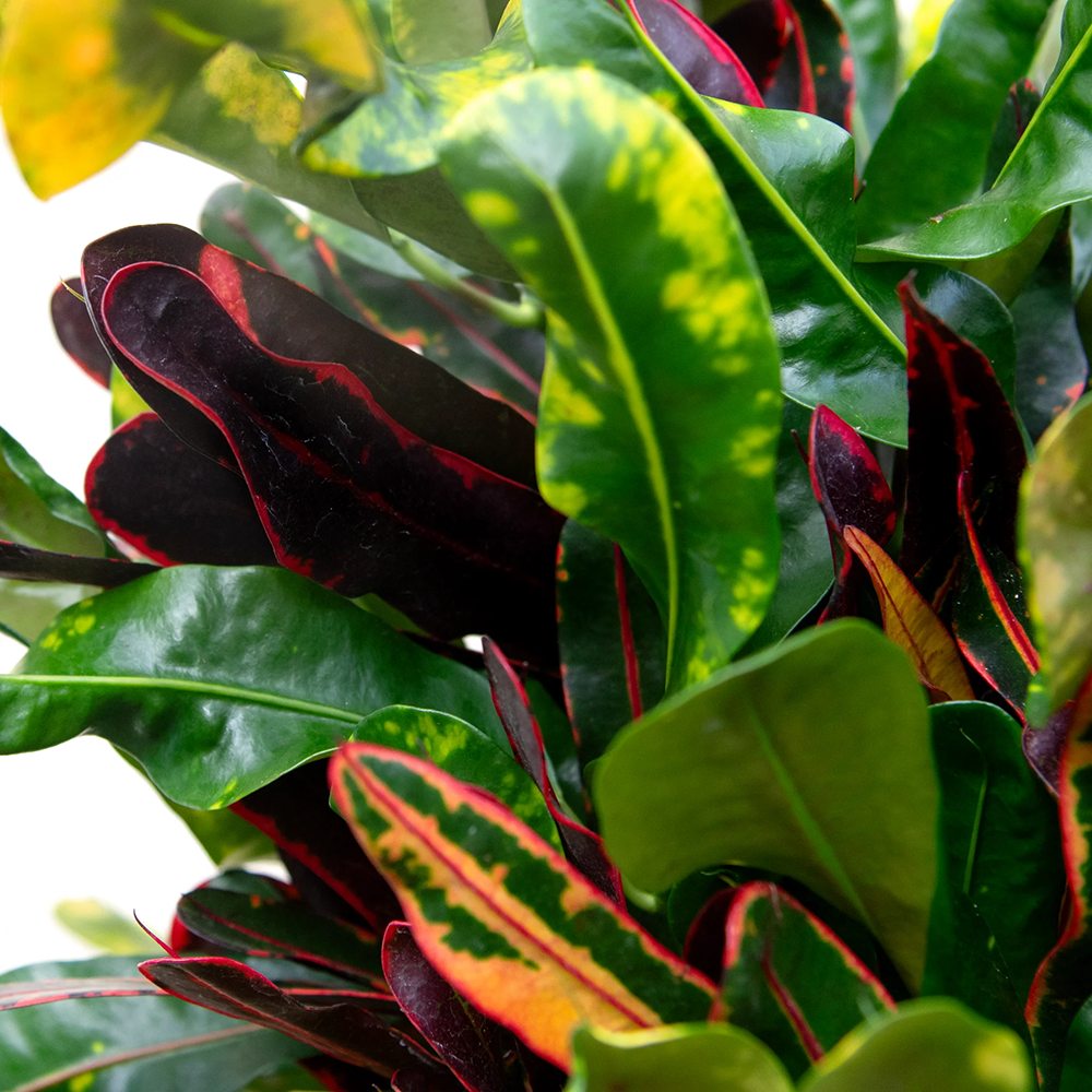 Croton Codiaeum Variegatum Mammi - 60 cm