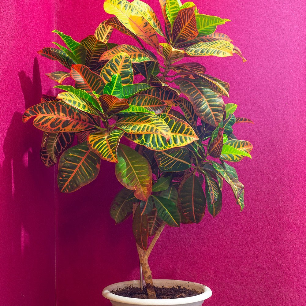 Croton Codiaeum Variegatum Petra - 150 cm