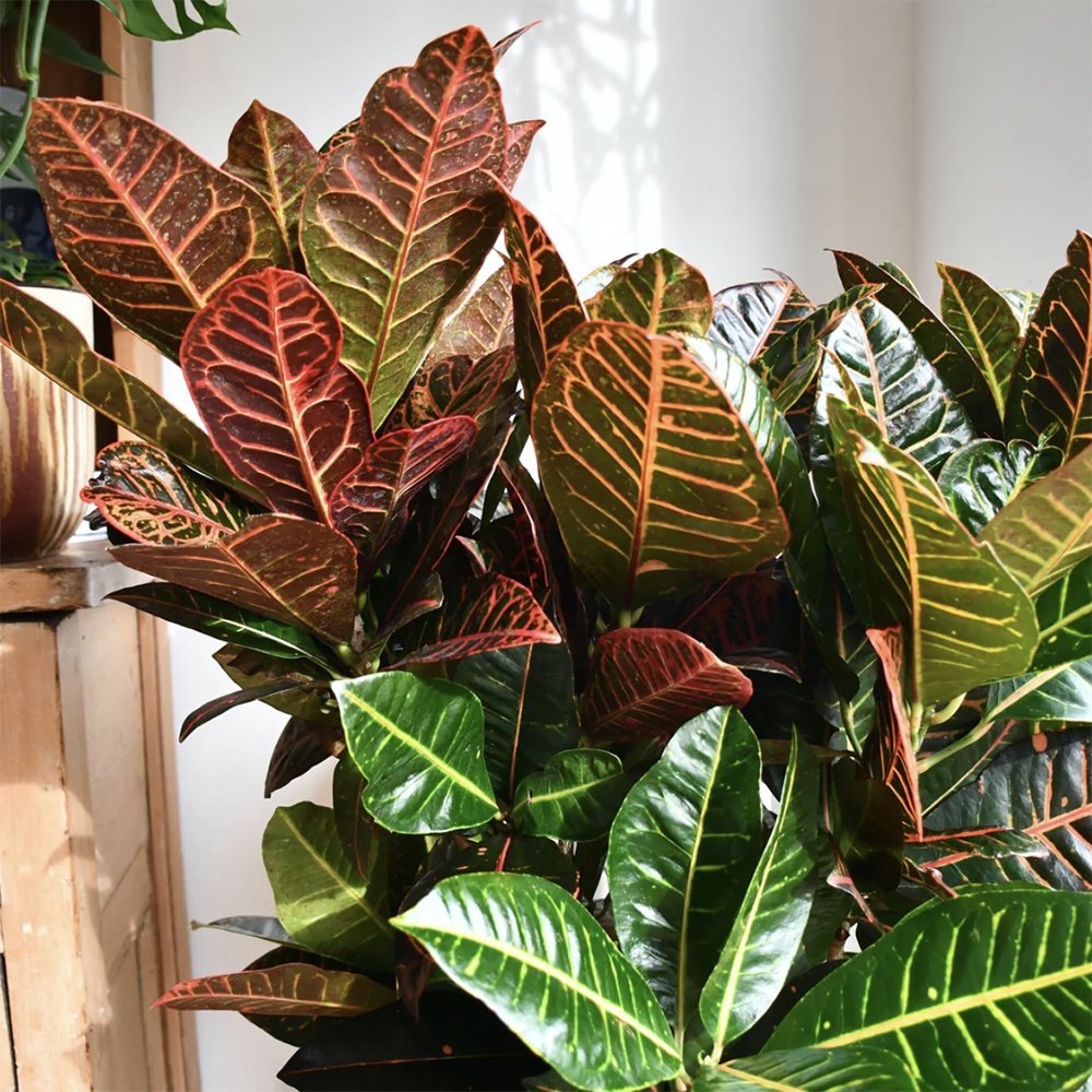 Croton Codiaeum Variegatum Petra - 80-90 cm